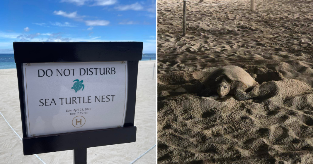 sea turtle nesting on Alona Beach in Panglao