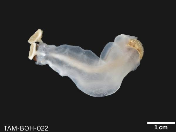 Bohol’s Antingaw Clam, First Runner-Up for Mollusc of the Year Bohol’s antingaw clam from the Abatan River