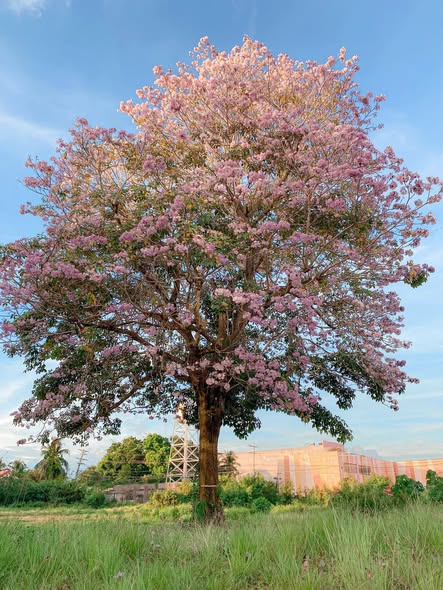 Pink Trumpet Tree in bloom near ICM in Tagbilaran City, Bohol