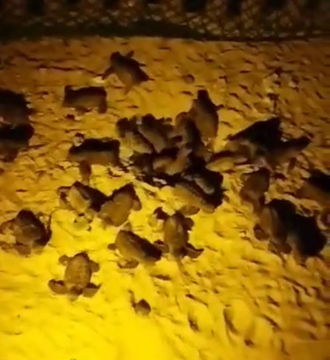 Dozens of Sea Turtle Hatchlings Emerge in Panglao, Bohol sea turtle hatchlings Panglao in Barangay Tawala