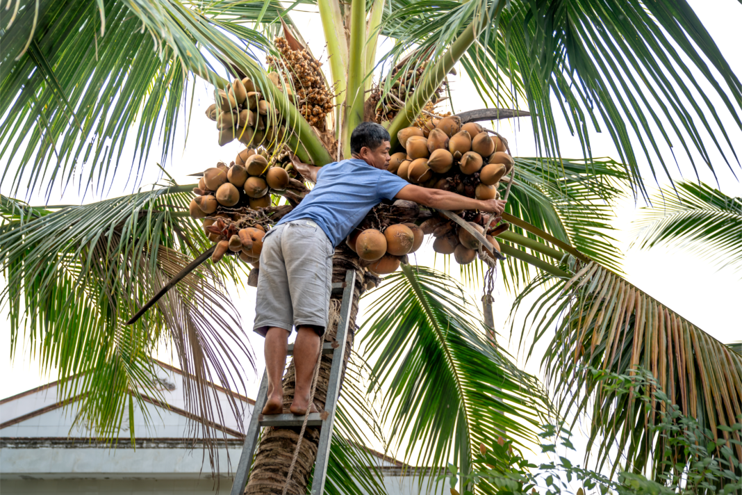Coconut Scholarship Info Caravan in Bohol for registered coconut farmers and their children