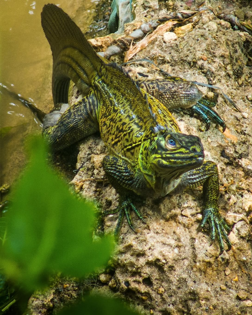 Philippine Sailfin Lizard Spotted in Batuan, Bohol Philippine Sailfin Lizard Batuan Bohol wildlife sighting